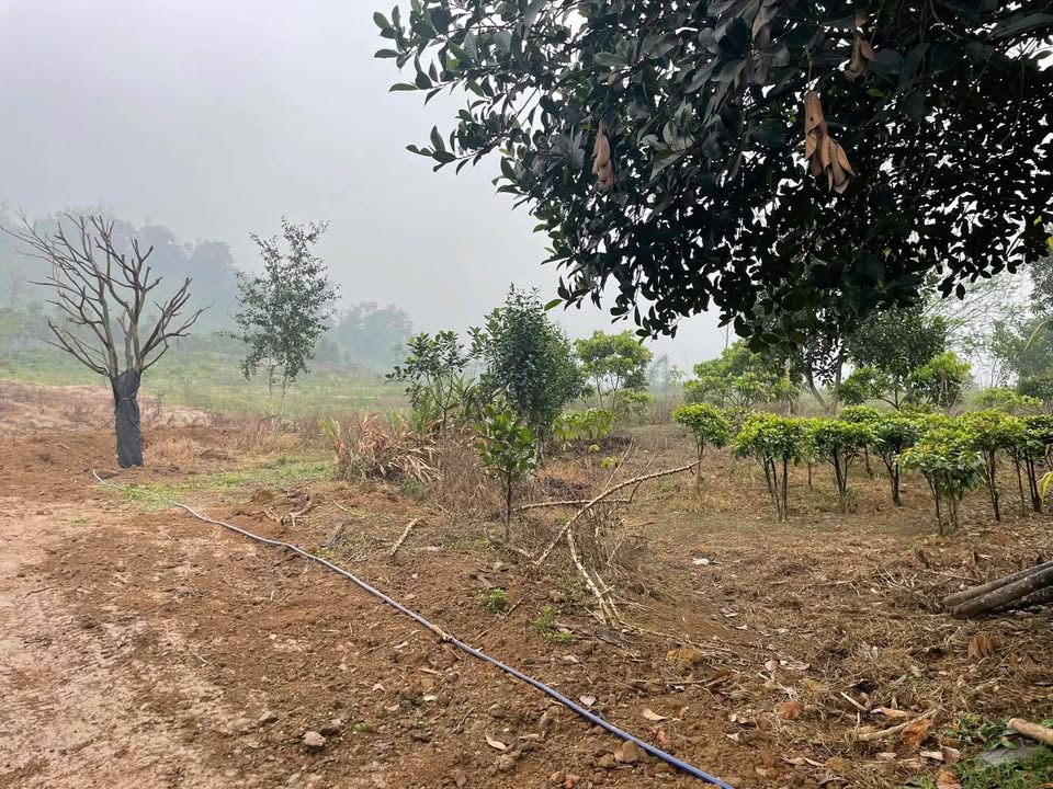 Đất vườn nghỉ dưỡng Lương Sơn 3000m² giá 9 tỷ - Tiềm năng tăng giá cao!