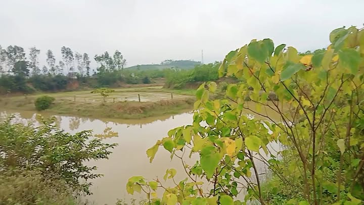 Farm tại Phú Sơn, Nghi Sơn 16,200m² giá thỏa thuận - Đầu tư sinh lời hấp dẫn!