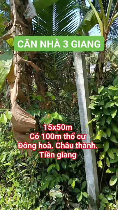 Bán nhà vườn phong cách miền Tây tại Đông Hòa, Châu Thành, 815m² - Cơ hội vàng cho nhà đầu tư!