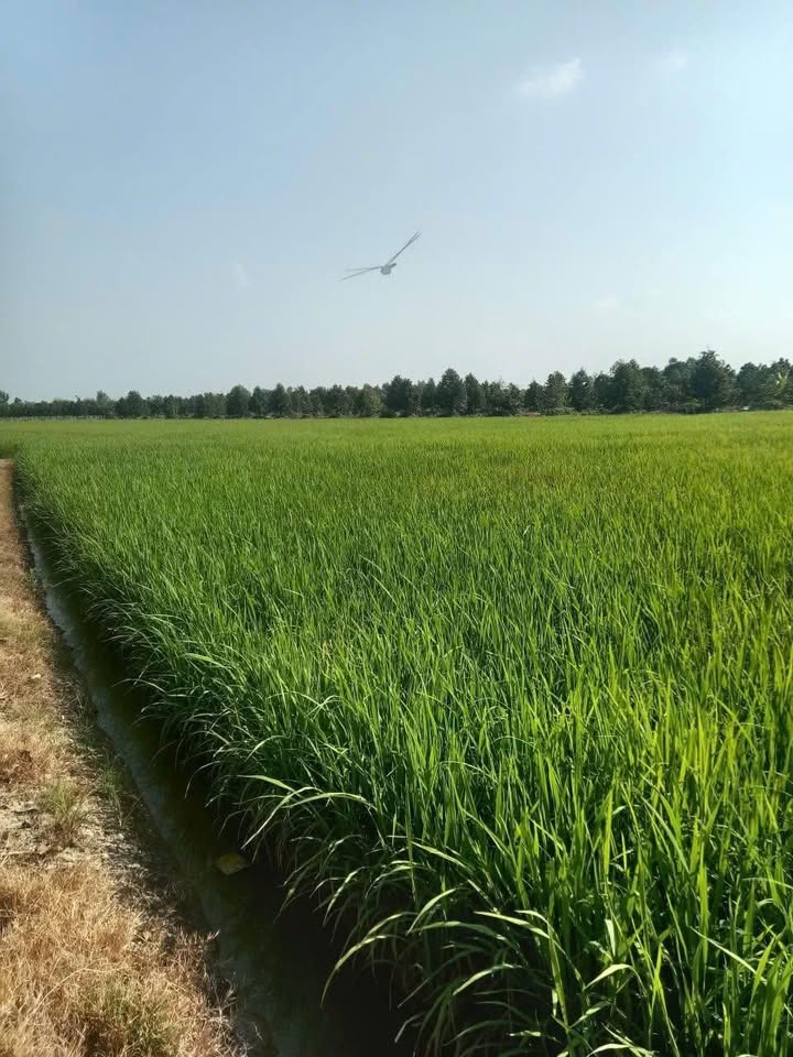 Farm cho thuê 12 công tại Đường đá xe hoa lam, Huyện Cai Lậy - Đất vuông vức, mặt tiền rộng!