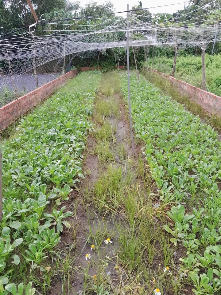 Đất thổ cư Bình Mỹ, Củ Chi 100m² giá 2.2 tỷ - Sổ đỏ chính chủ, bớt nhẹ!