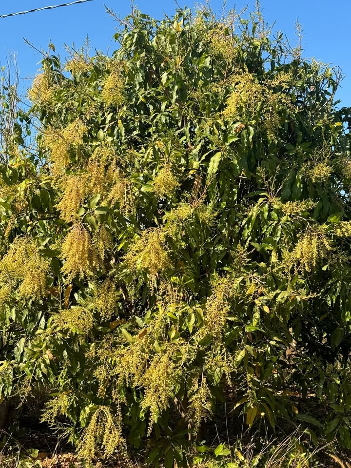 Đất vườn 1000m² tại Ea Súp, Đắk Lắk giá chỉ 115 triệu - Cơ hội đầu tư tuyệt vời!