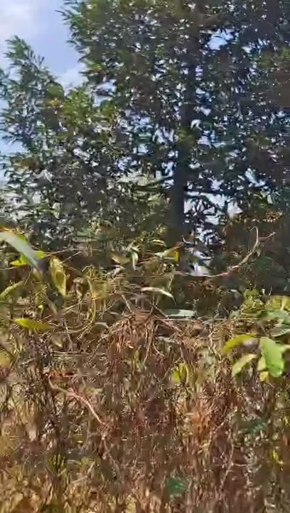 Đất vườn Sầu Riêng 36,000m² tại Xã Phú Đông, Tiền Giang - Giá chỉ 2.16 tỷ!