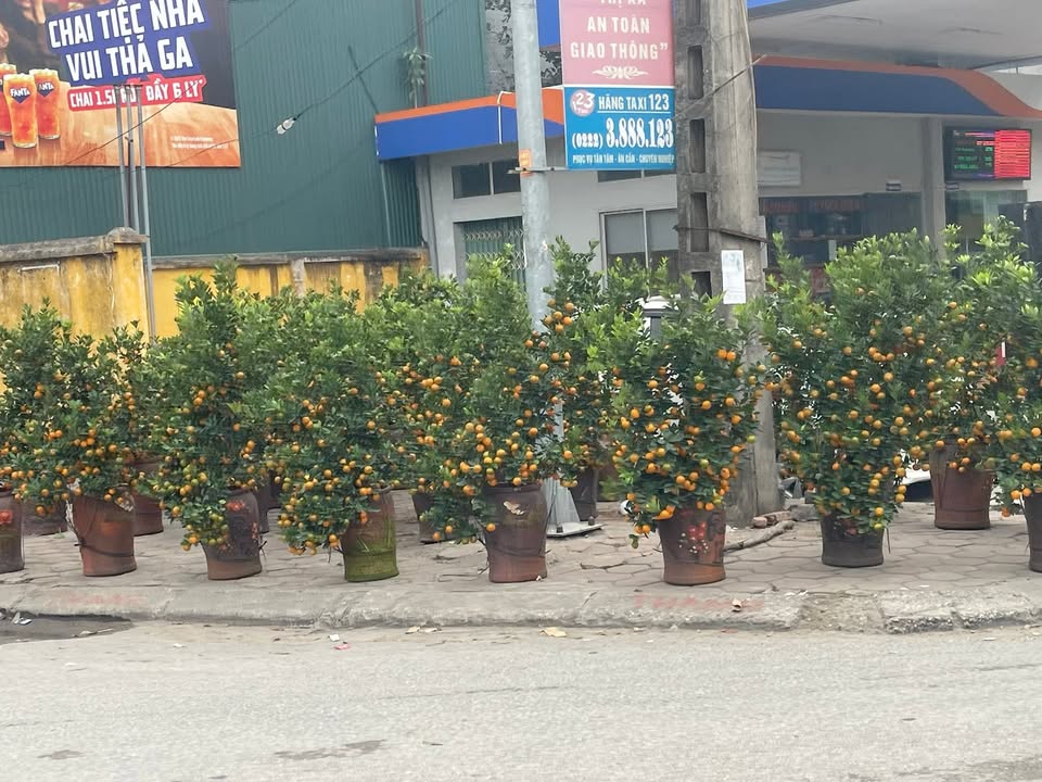 Đất nền Dabaco Tiên Du 100m² giá 5.3 tỷ - Cơ hội đầu tư hiếm có!