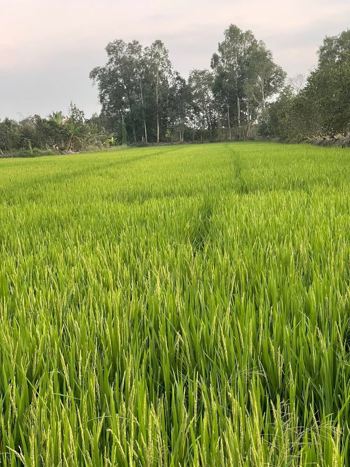 Đất ruộng Đông Hiệp, Cờ Đỏ 4000m² giá 800 triệu - Cơ hội đầu tư hiếm có!