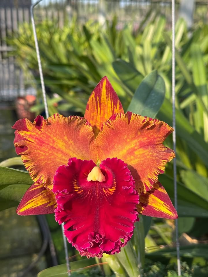 Căn nhà đẹp trên Quốc lộ 80, Vĩnh Thạnh, 300m² giá 2.7 tỷ - Sổ hồng đầy đủ!