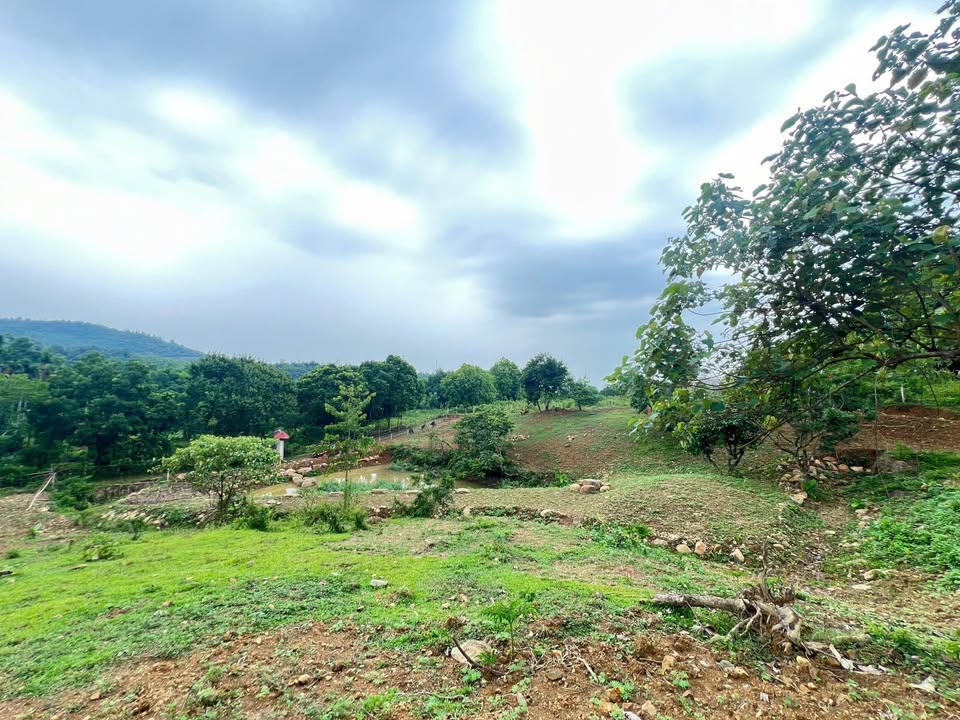 Đất Farm 1,6ha tại Hòa Sơn, Lương Sơn, Hòa Bình - Giá thỏa thuận, view đẹp tựa sơn!