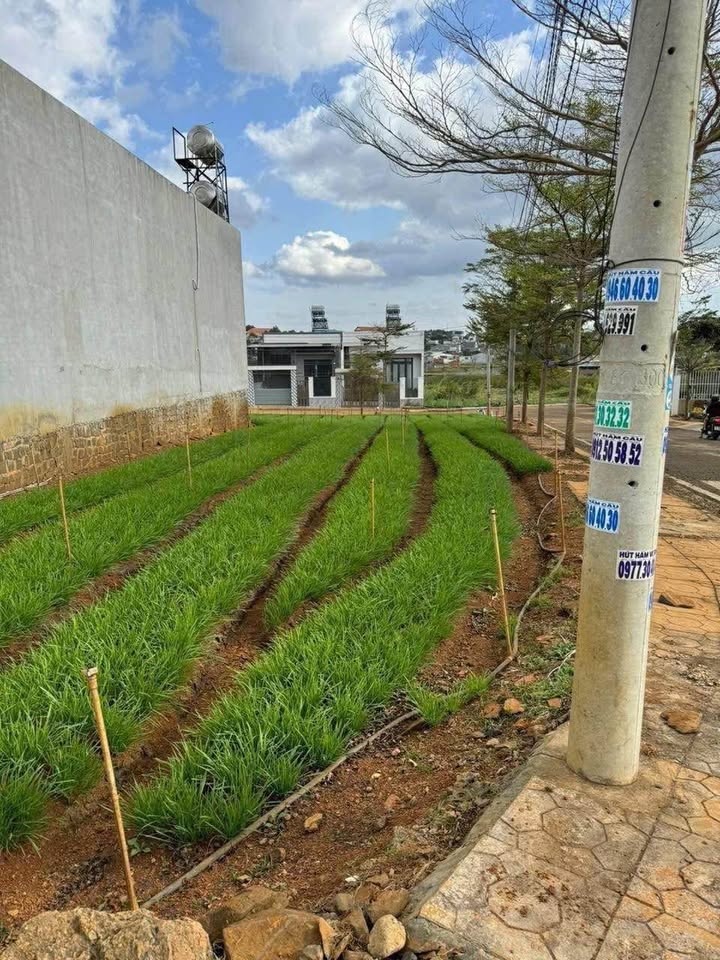 Đất thổ cư Nghĩa Hiệp, Đức Trọng, Lâm Đồng 218m² giá 2 tỷ - Đầu tư sinh lời ngay!