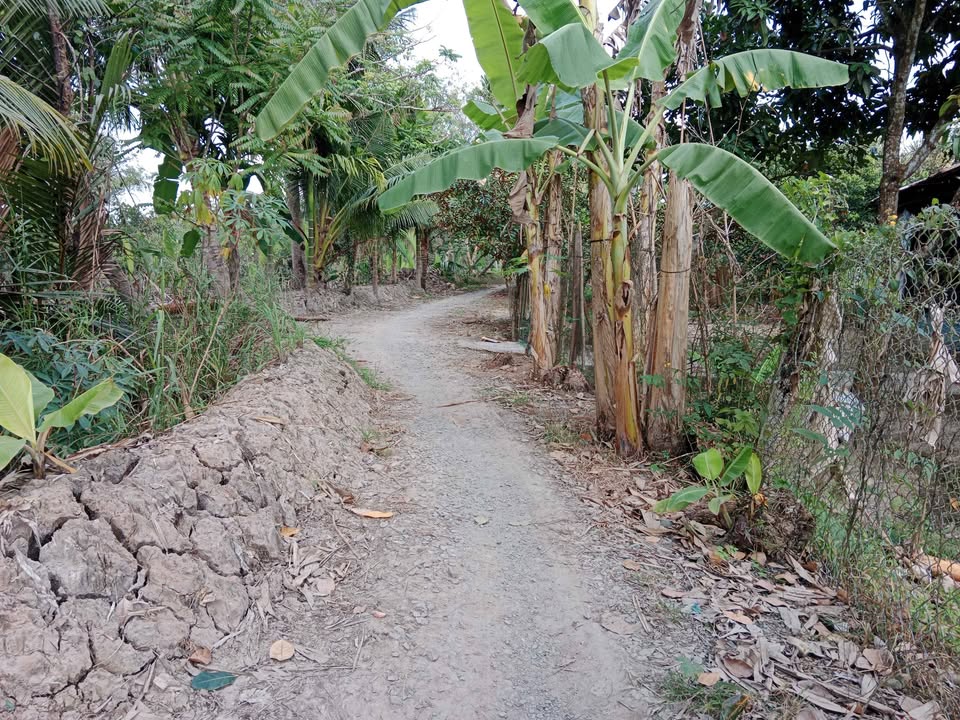 Đất nông nghiệp 6600m² xã Phú Hữu, Hậu Giang - Giá chỉ 2.706 tỷ!