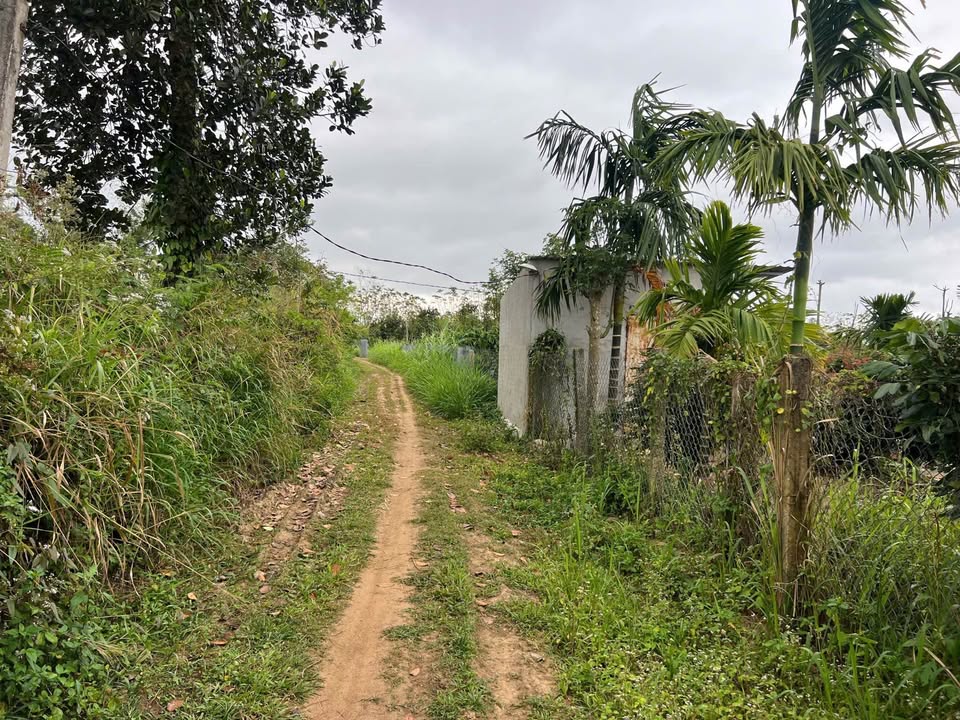 Farm đất 5,4 sào tại Ea Đar, Đăk Lăk với sổ đỏ - Giá chỉ 1,15 tỷ!