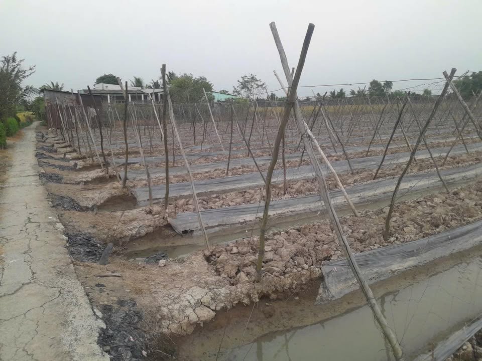 Đất lúa 3000m² tại Mỹ Lệ, Cần Đước - Giá chỉ 2.25 tỷ!