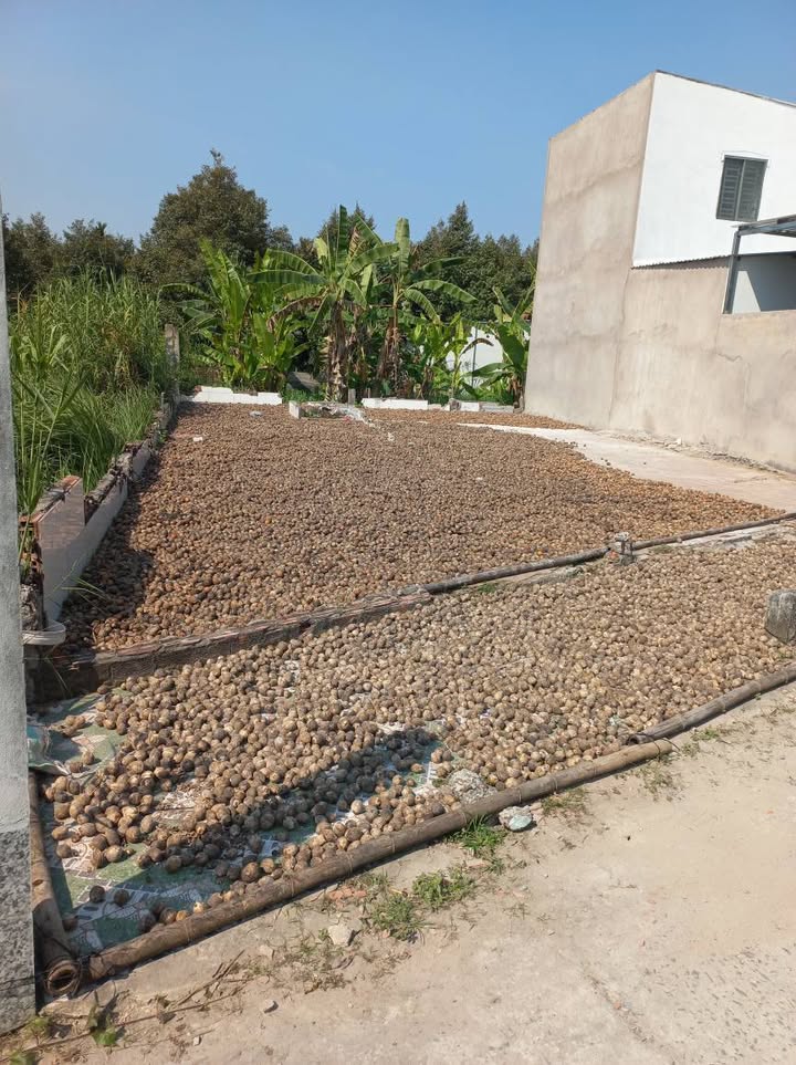 Đất thổ cư 100m² tại Tân Thới, Cần Thơ giá 490 triệu - Đường ô tô, gần chợ