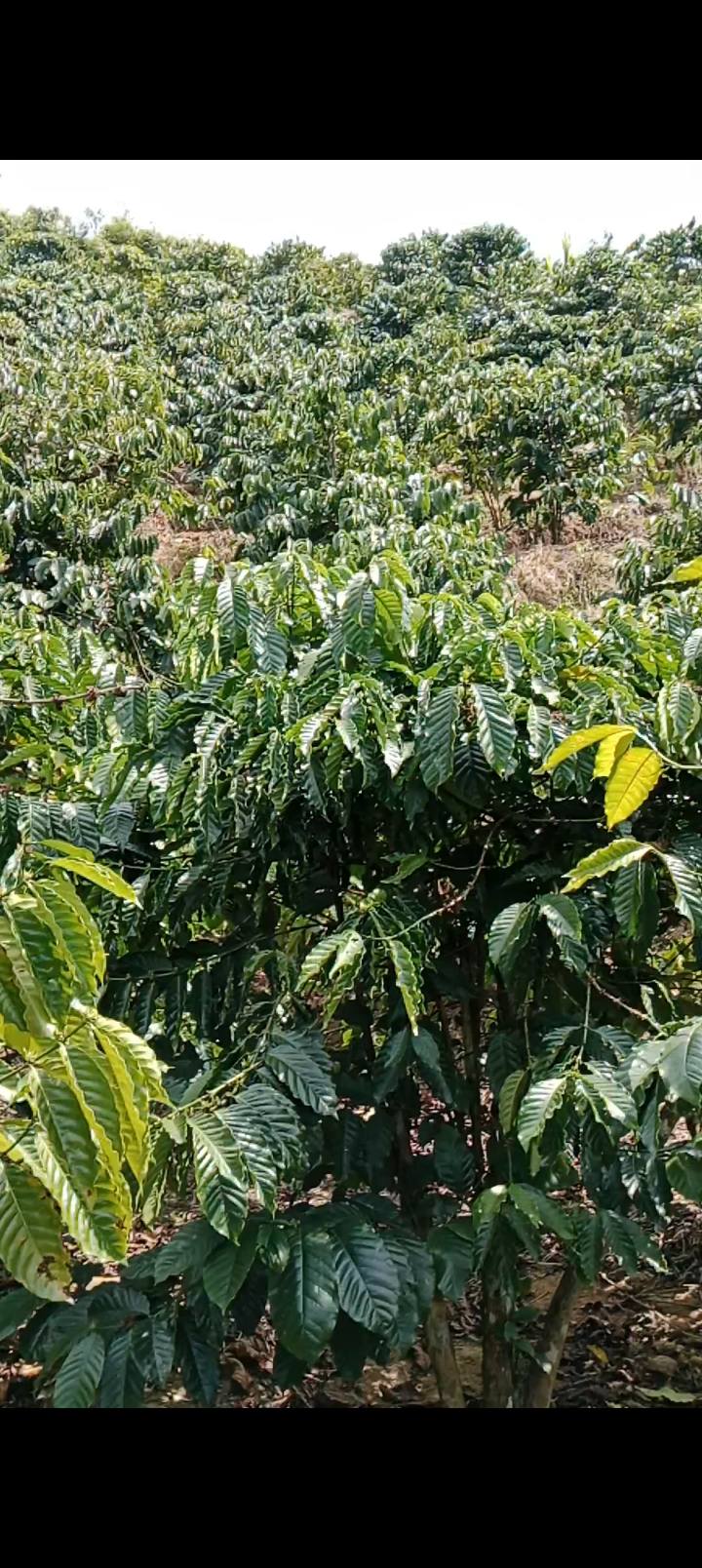 Đất nền 1,4ha tại thôn 7 Hòa Bắc - Giá 1,8 tỷ - Tiềm năng đầu tư lớn!