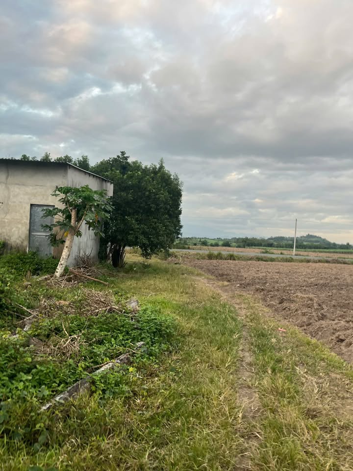 Đất nông nghiệp 13.400m² tại Ninh Tây, Khánh Hòa giá chỉ 2.5 tỷ - Sổ hồng chính chủ!