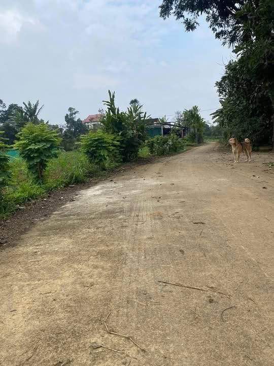 Đất Lệ Thủy Quảng Bình 256m² giá 200 triệu - Cơ hội đầu tư hấp dẫn!