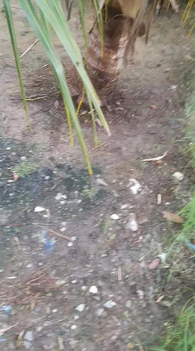 Đất lúa 320m² Xã Nhựt Chánh, Bến Lức - Giá chỉ 310 triệu!