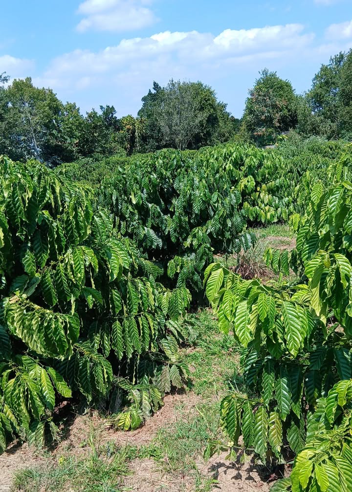 Đất nền 3.3 sào tại xã Thông Xắp, Di Linh - Giá chỉ 2.5 tỷ!