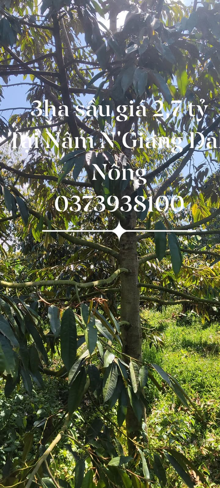 Đất farm 3ha sầu riêng tại Tân Lâm, Di Linh, Lâm Đồng - Giá 2,7 tỷ chính chủ