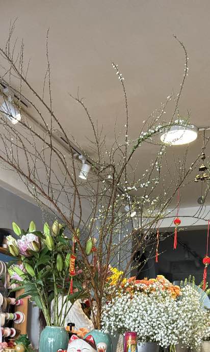 Đất nền Phước Thành Đà Lạt 45m² giá 600 triệu - Sổ hồng rõ ràng, tiện lợi ô tô vào tận nơi!