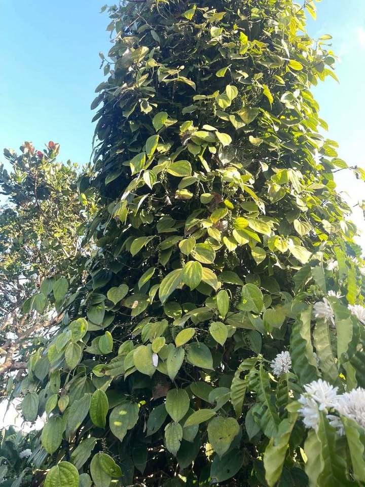 Đất nông nghiệp Cư M'gar 720m² giá 250 triệu - Tiềm năng đầu tư lớn!