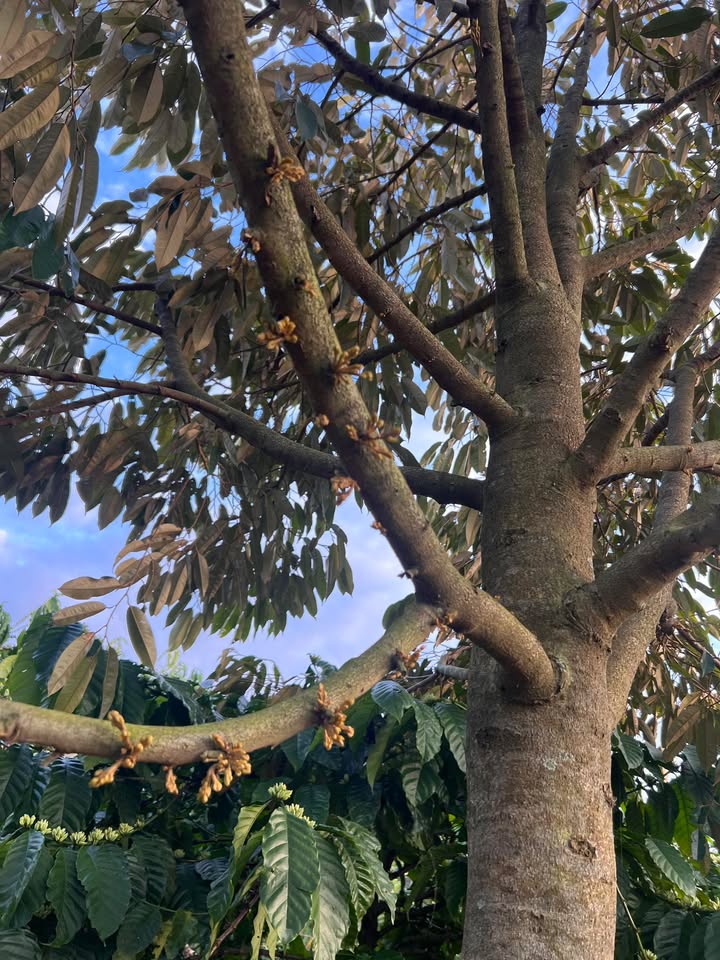 Đất Farm 1ha Thổ Cư tại Xã Băng A Drênh, Đắk Lắk - Đầu Tư Sinh Lời 3.8 Tỷ