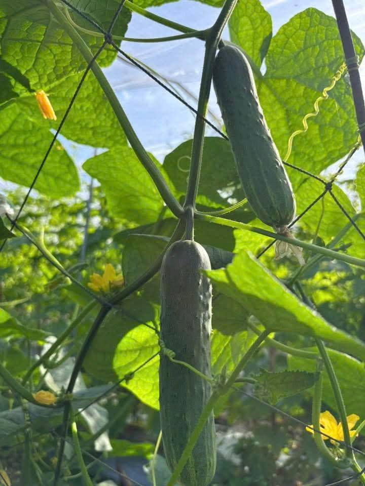 Đất xây nhà vườn tại Hẻm Nguyễn Trãi, Quảng Ngãi 300m² giá 1.2 tỷ - Sổ hồng chính chủ!