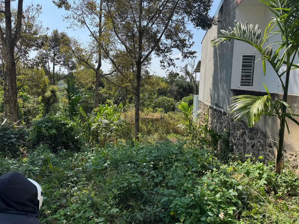 Đất nền đẹp đường Omasa, Tân Lập 216m² giá chỉ 1.25 tỷ - Thương lượng nhẹ