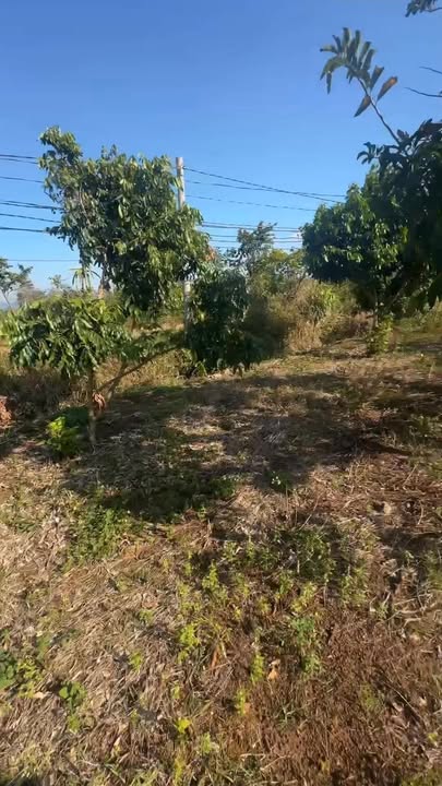 Lô đất Farm Thôn 9, Xã Chơ Long, 5ha giá 5.5 tỷ - Đầu tư sinh lời bền vững!