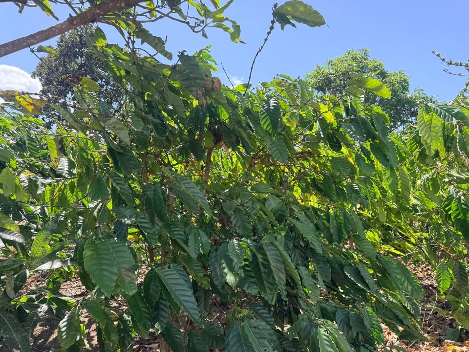 Đất nông nghiệp 47.000m² tại Ia Têm, Chư Prông, Gia Lai - Giá chỉ 3 tỷ!