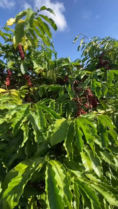 Farm cà phê gần 1ha tại xã AL Bá, Chư Sê giá chỉ 2.65 tỷ - Đầu tư sinh lời ngay!