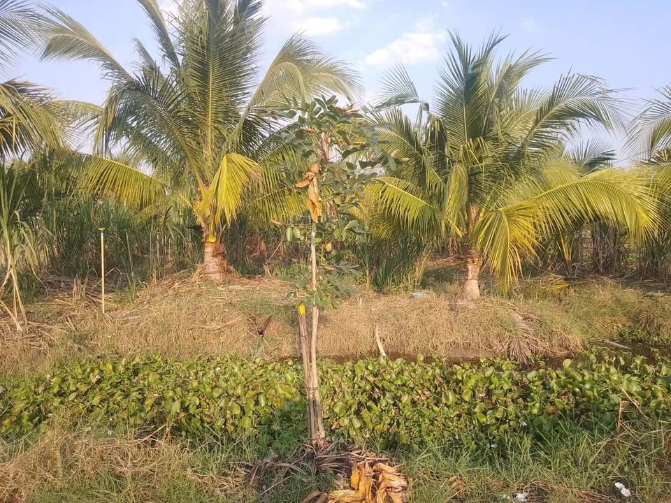 Đất nông nghiệp Xã Bình Minh 1300m² giá 550 triệu - Đang cho trái dừa