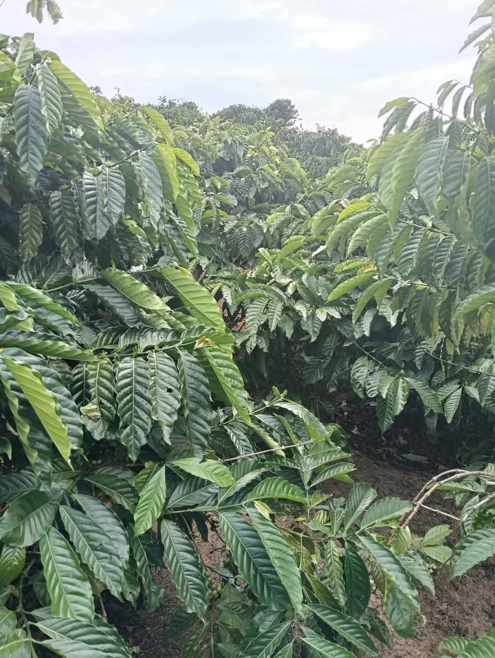 Lô đất Farm 7.000m² tại Làng 2 Phúc Thọ - Giá chỉ 1.4 tỷ, cơ hội đầu tư tuyệt vời!