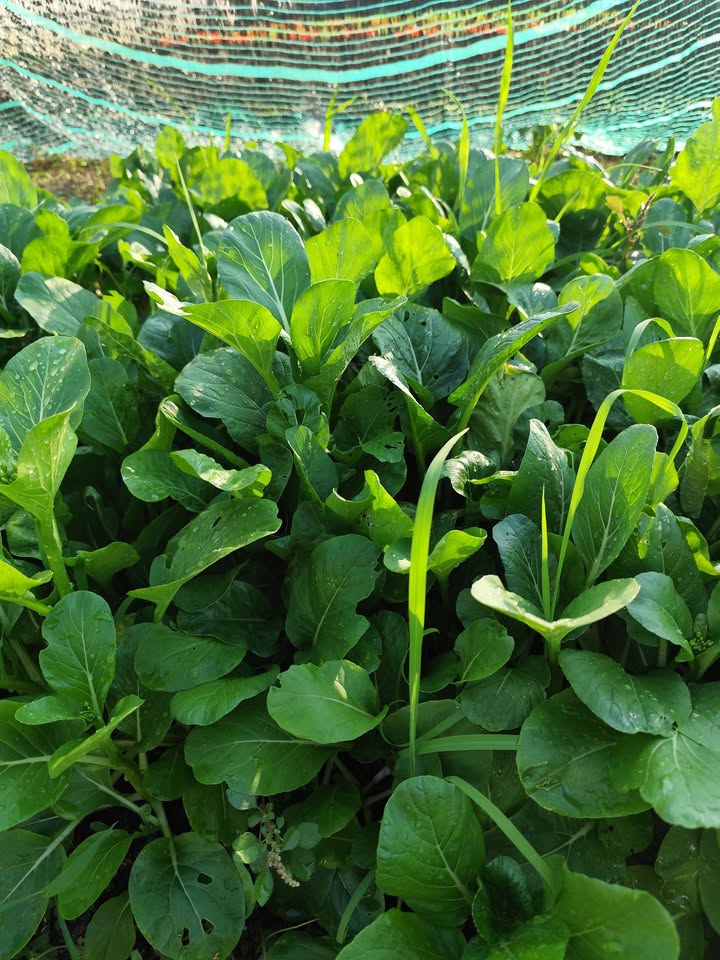 Đất nền Ba Ngòi, Cam Ranh 120m² giá 1.3 tỷ - Đường ô tô vào tận nơi!