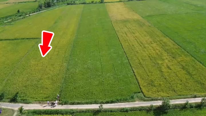 Đất ruộng chính chủ Ấp Lạc Thạnh B 5000m² giá 7 tỷ - Giao thông thuận tiện!