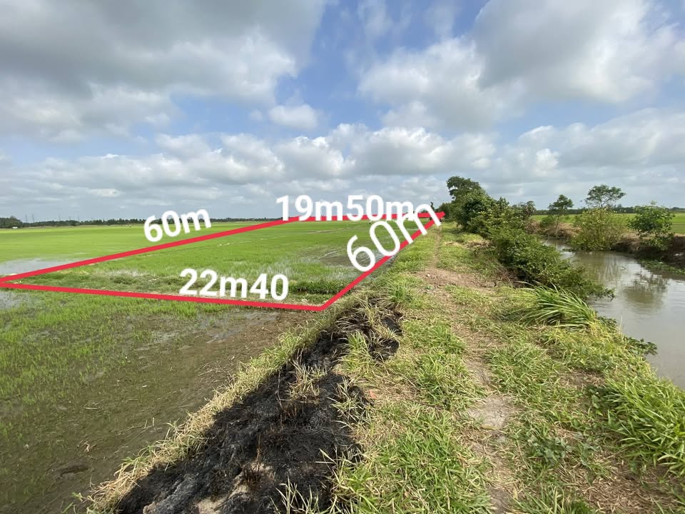 Đất thổ cư 1 công 250m² tại Đa Lộc, Châu Thành, Trà Vinh - Giá chỉ 200 triệu!