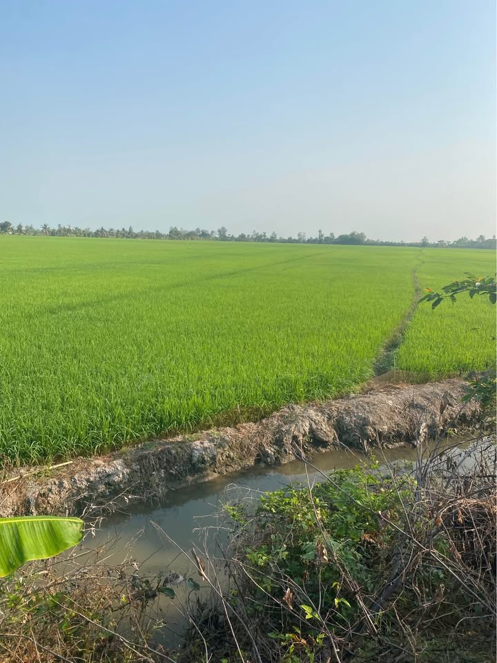 Đất nông nghiệp 12.000m² xã Vĩnh Châu, Châu Đốc - Giá chỉ 2.22 tỷ!