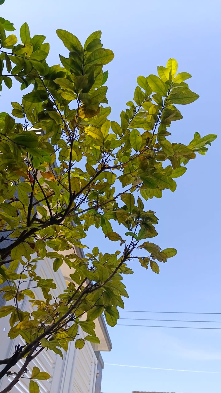 Đất nền Hẻm nhựa 44 Nguyễn Văn Linh 125m² giá 12 tỷ - Cơ hội đầu tư hấp dẫn!