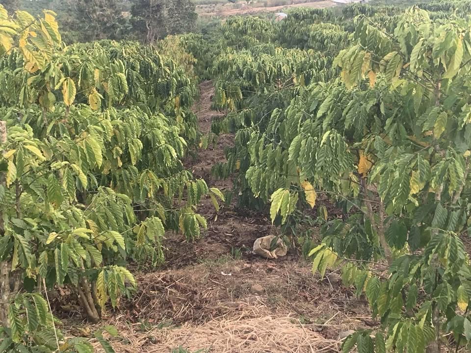 Đất nông nghiệp 3,1 sào xã Tân Văn, Lâm Hà giá chỉ 1,4 tỷ - Sổ đỏ chính chủ