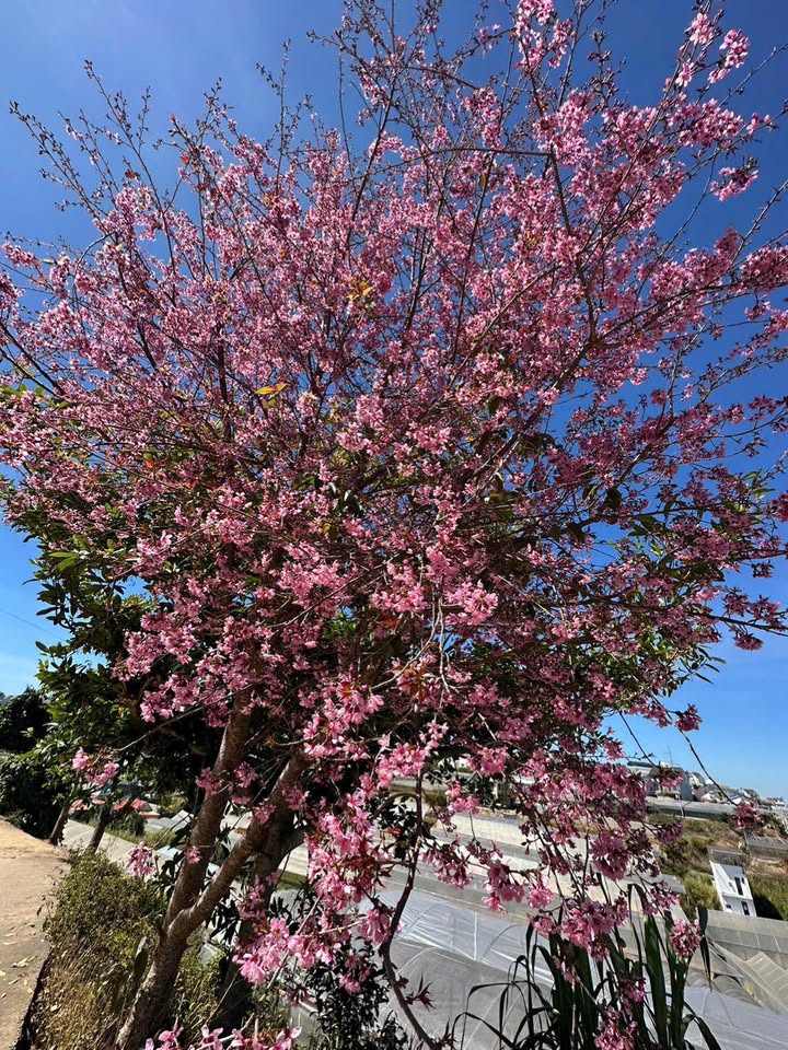 Đất nền Nam Hà - Lâm Hà Đà Lạt 579m² giá 1.34 tỷ - View thung lũng tuyệt đẹp!