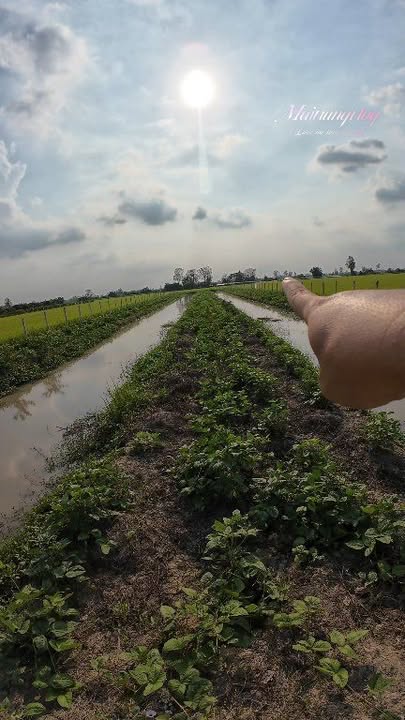 Đất nền xã Trung Hưng Cần Thơ 5.238m² giá thỏa thuận - Đầu tư sinh lời hấp dẫn!