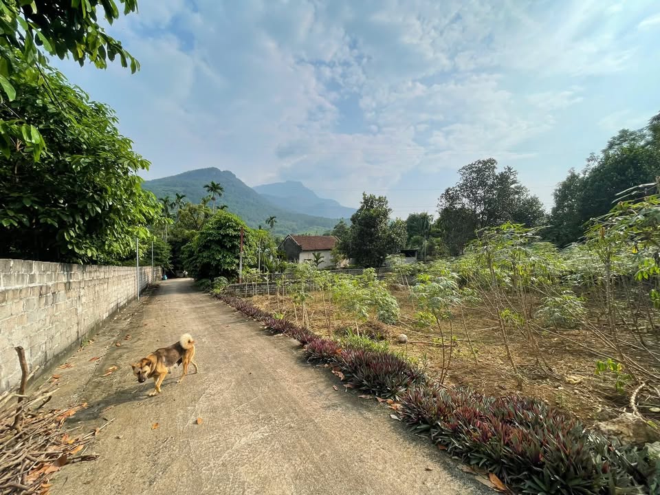 Lô đất nghỉ dưỡng Suối Hai 360m² giá 2 tỷ - View núi Tản Viên tuyệt đẹp!