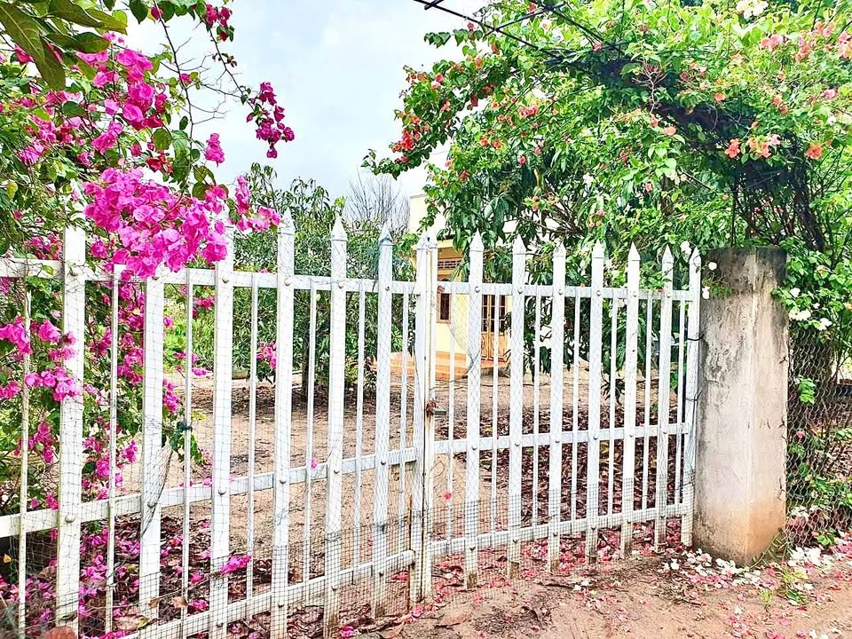 Farm tại Quận 12, TP. Hồ Chí Minh 2500m² giá 280 triệu - Sổ hồng chính chủ!