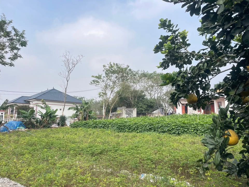 Lô đất Thôn Làng Mấu, Tam Đảo 190m² giá chỉ 200 triệu - Cơ hội vàng cho vợ chồng trẻ!