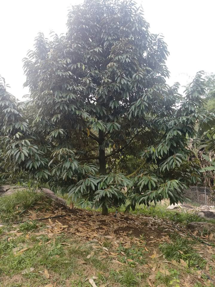 Đất nông nghiệp Phước Lộc 1.2 tỷ - Cơ hội đầu tư tuyệt vời!