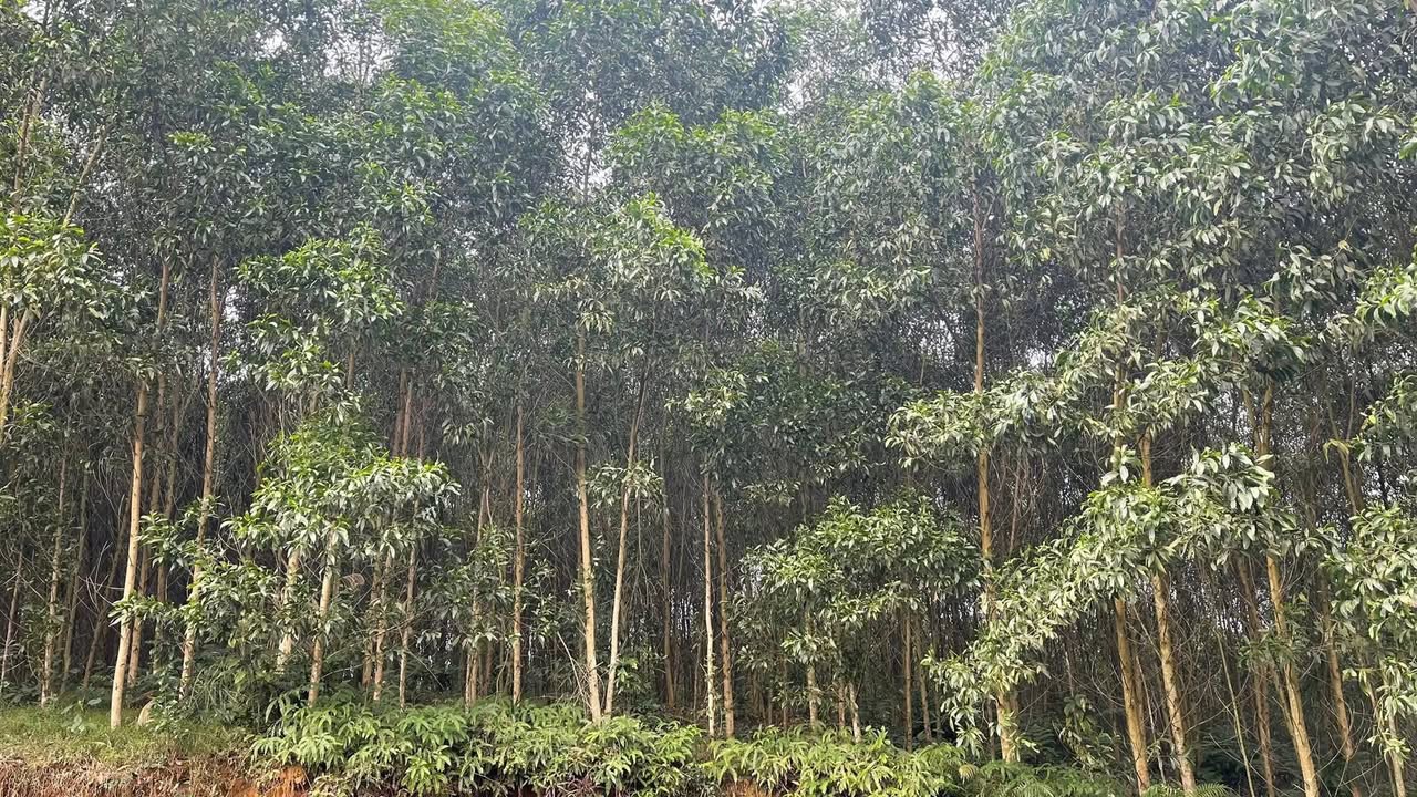 Đất nông nghiệp xã Gia Điền, Hạ Hoà 9700m² - Đầu tư sinh lời tiềm năng!