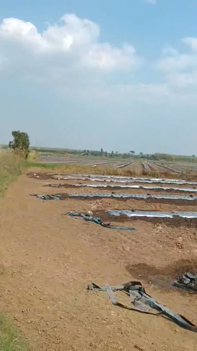 Đất mặt đường Tân Bình, Tân Biên 85.000m² chỉ 550 triệu - Giá thương lượng nhẹ!