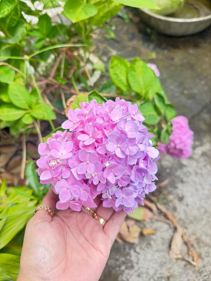 Đất vườn mặt tiền Lê Hữu Nghĩa, Phường 4, Tân An 101m² - Giá chỉ 800 triệu!