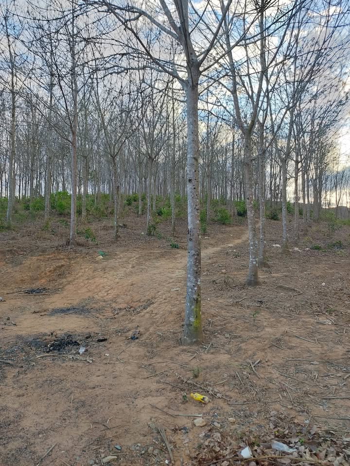 Lô cao su 1ha6 tại xã Ya Tăng, huyện Sa Thầy, Kon Tum - Cơ hội đầu tư hấp dẫn!