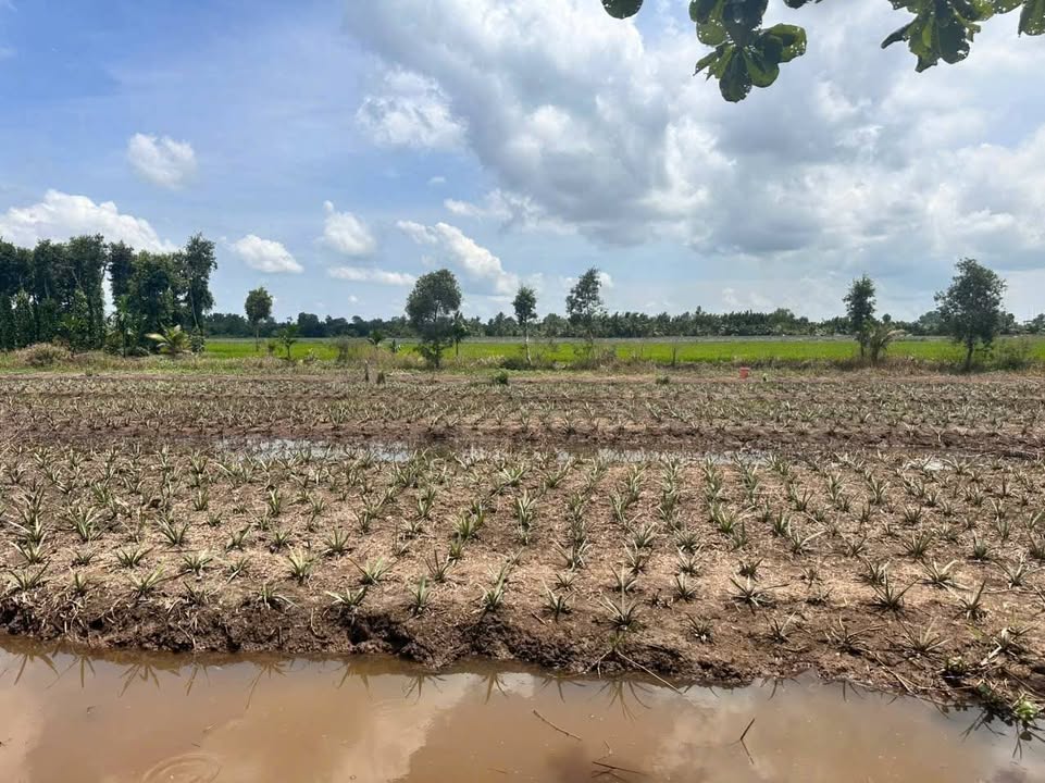 Đất vườn 7635m² tại Ấp 2, Xã Vĩnh Hòa Hưng, giá 700 triệu - Tiềm năng đầu tư lớn!