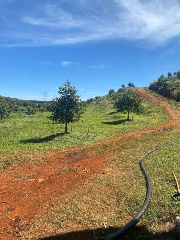 Farm sầu riêng 6 hecta tại Xã Bình Tân - Đầy đủ điện nước, sẵn sàng đầu tư!